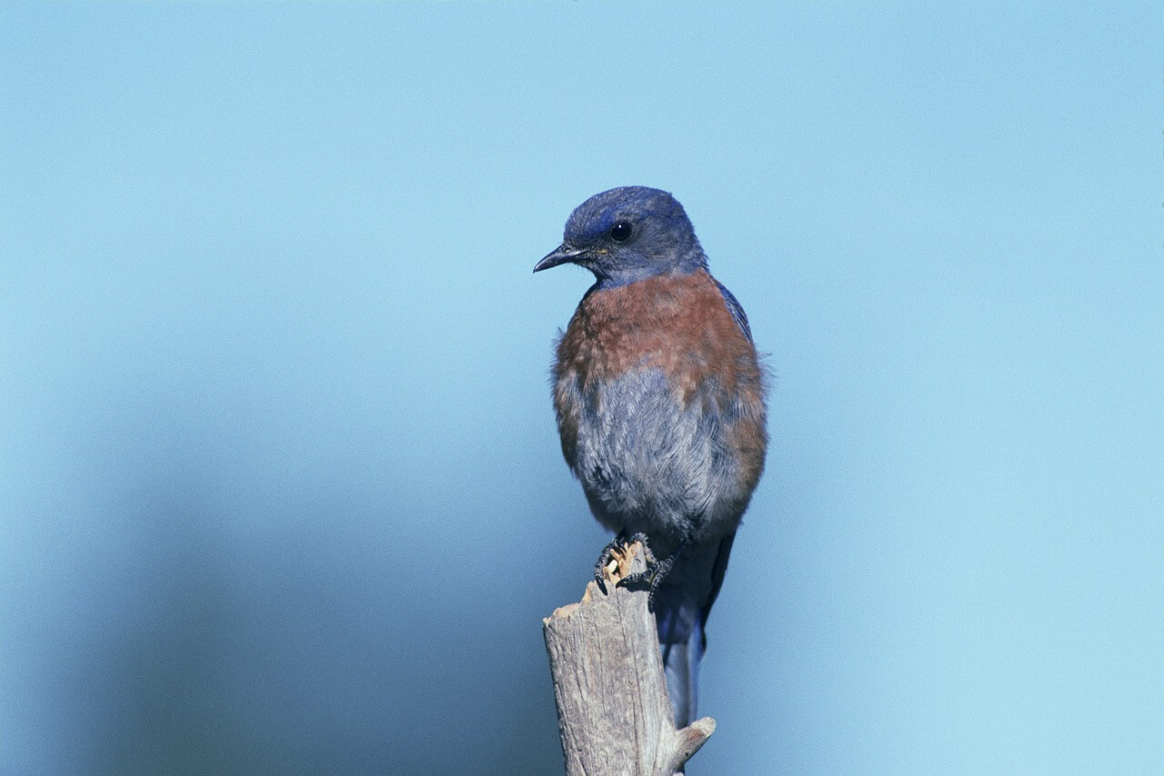 Ein ganz besonderer Vogel – die spirituelle Bedeutung des Hüttensängers