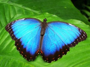 blaue Schmetterling