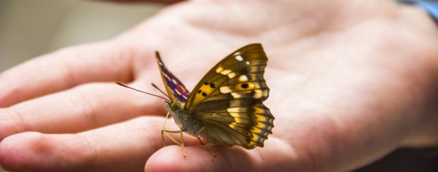 Bedeutung schmetterling Bedeutung