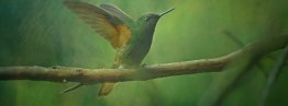 Symbolkraft des Kolibris