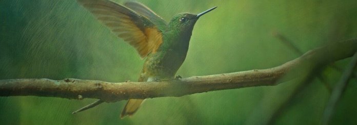 Symbolkraft des Kolibris