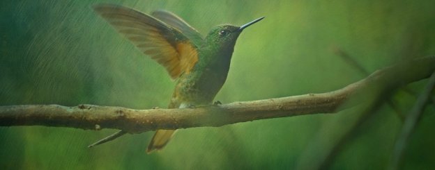 Symbolkraft des Kolibris